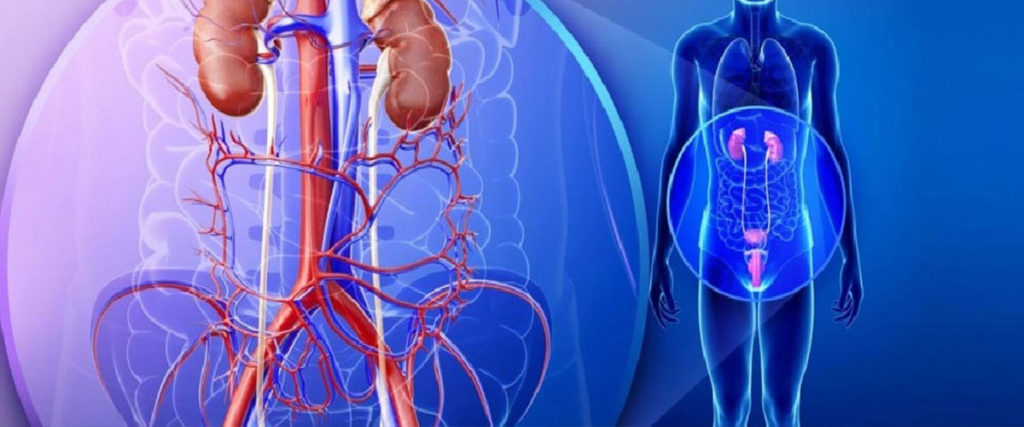 5 selected urology services in Koblenz – specialist medical evaluation of urinary tract and reproductive problems